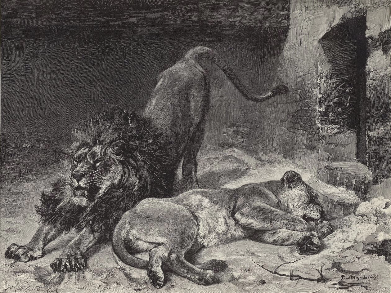 Il risveglio del leone